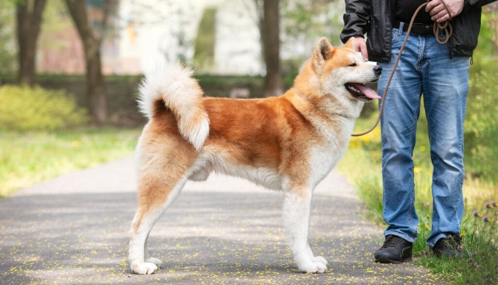 Raças de Cães Akita Inu