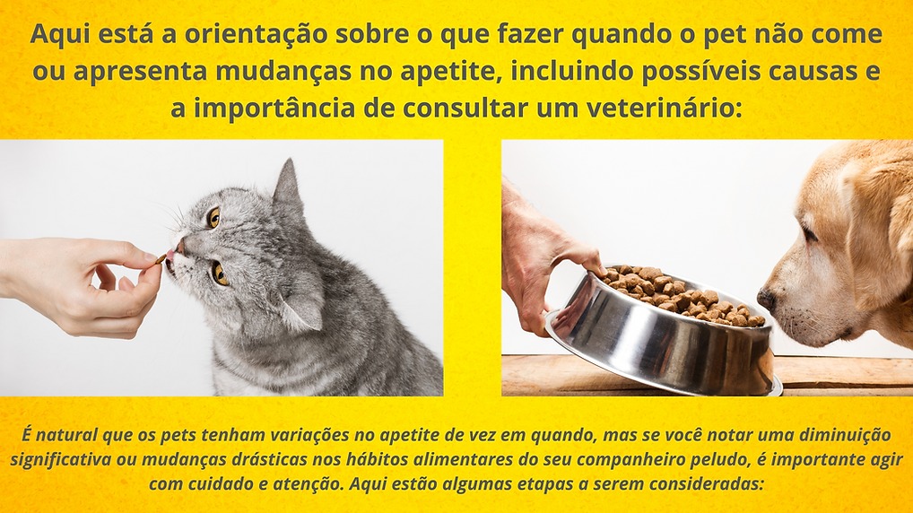 Falta de Apetite em Pets: 6 Dicas para Lidar com as Mudanças