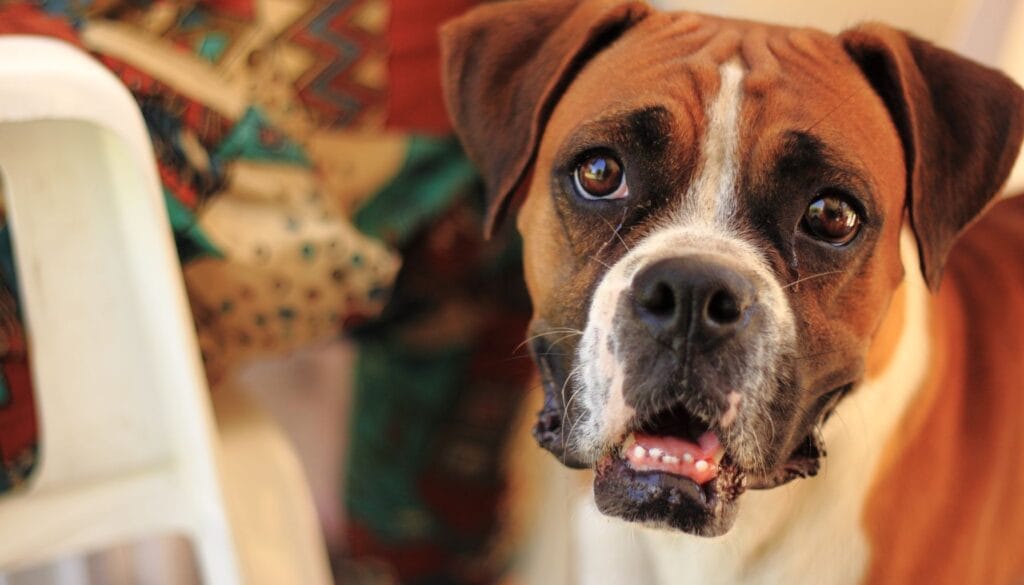 Raças de Cães Boxer