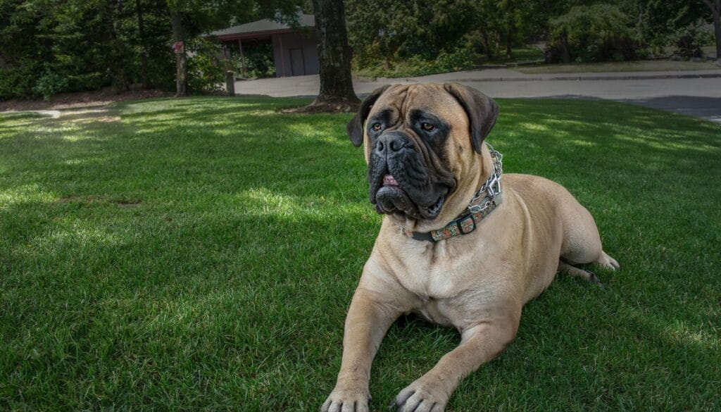 Raças de Cães Bullmastiff