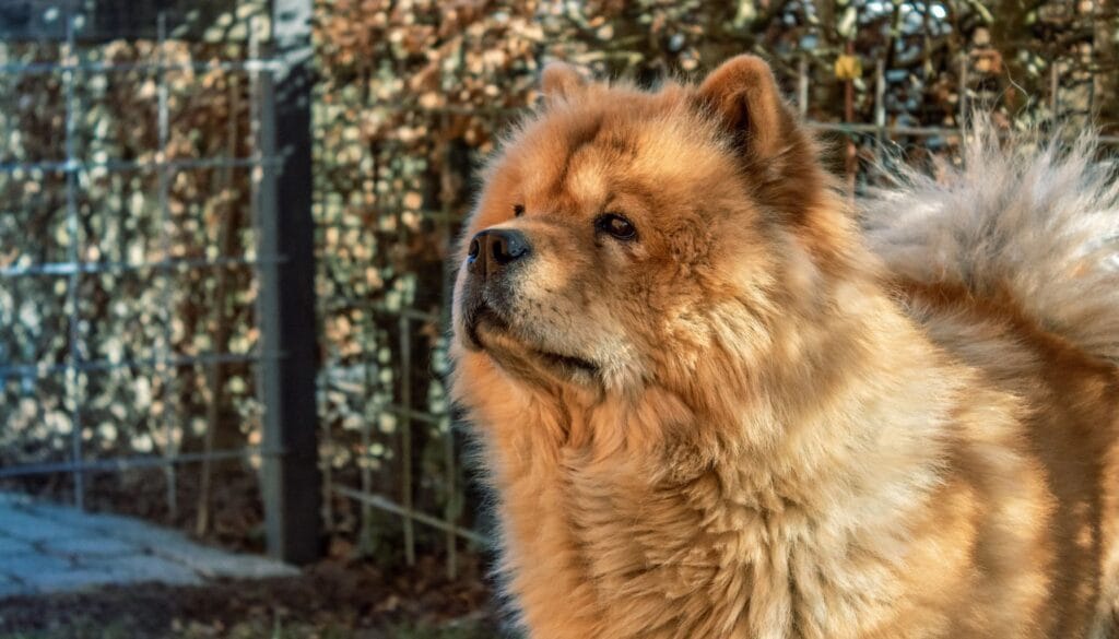 Raças de Cães Chow Chow