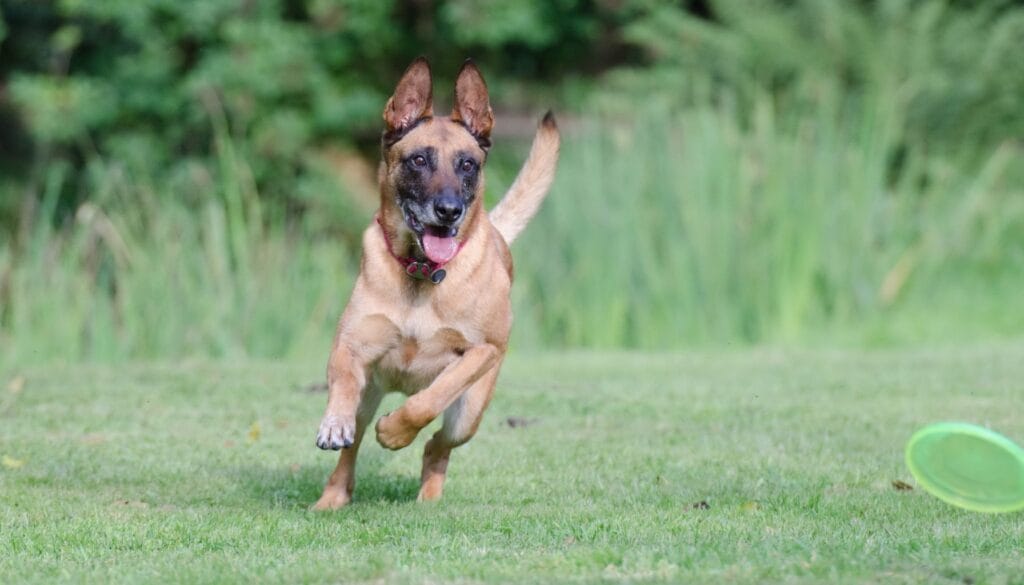 Raças de Cães Pastor Belga Malinois