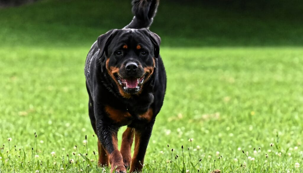 Raças de Cães Rottweiler