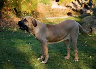 Raças de Cães Fila Brasileiro