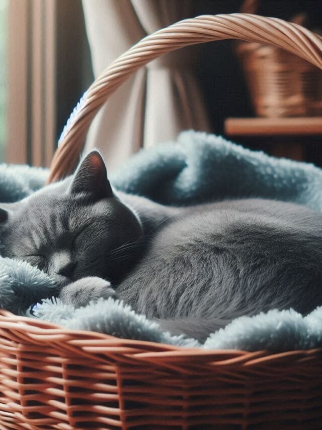 Onde os Gatos Gostam de Dormir? Descubra os Locais Preferidos