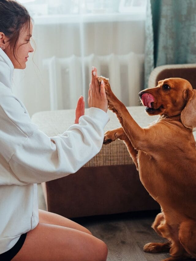 Jogos de Treinamento para Brincar com seu Cachorro: Diversão