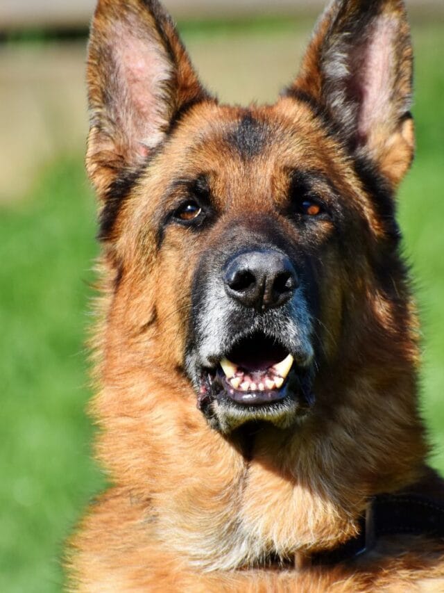 Raças de Cães Mais Protetores: Conheça os Guardiões Fieis