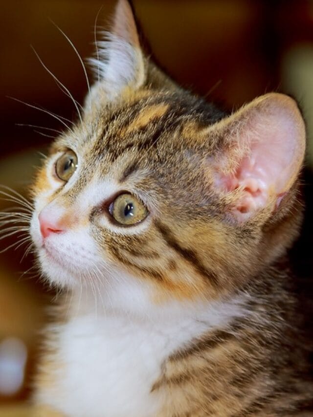 Linguagem dos Gatos: Decifrando os Sinais, Miados…