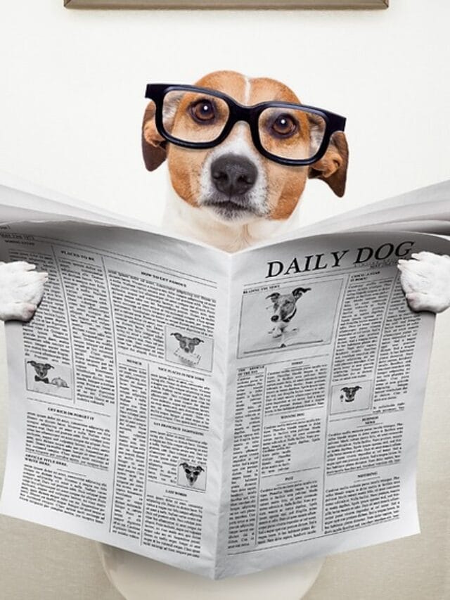 Treinamento Positivo: Ensine Seu Pet a Usar o Local Certo