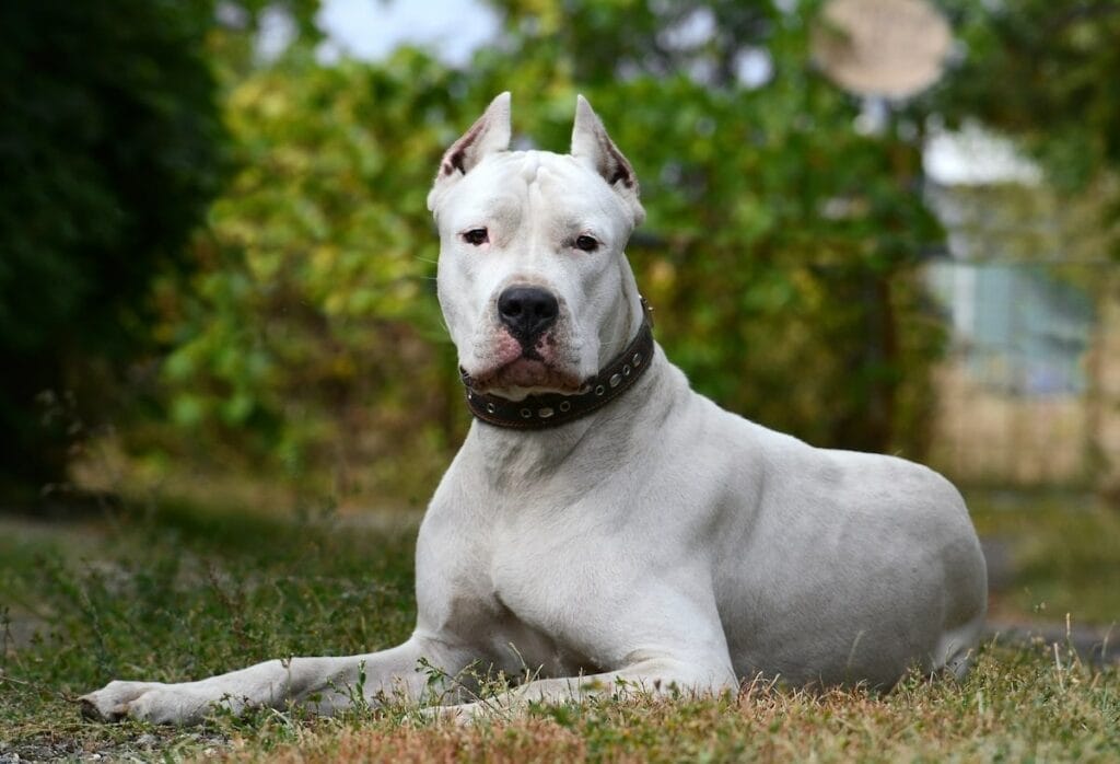 Dogo Argentino