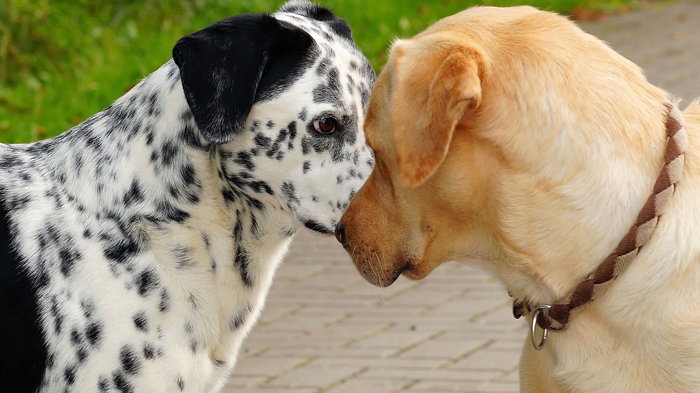 Convivência entre Pets: Técnicas e Dicas para Boa Harmonia