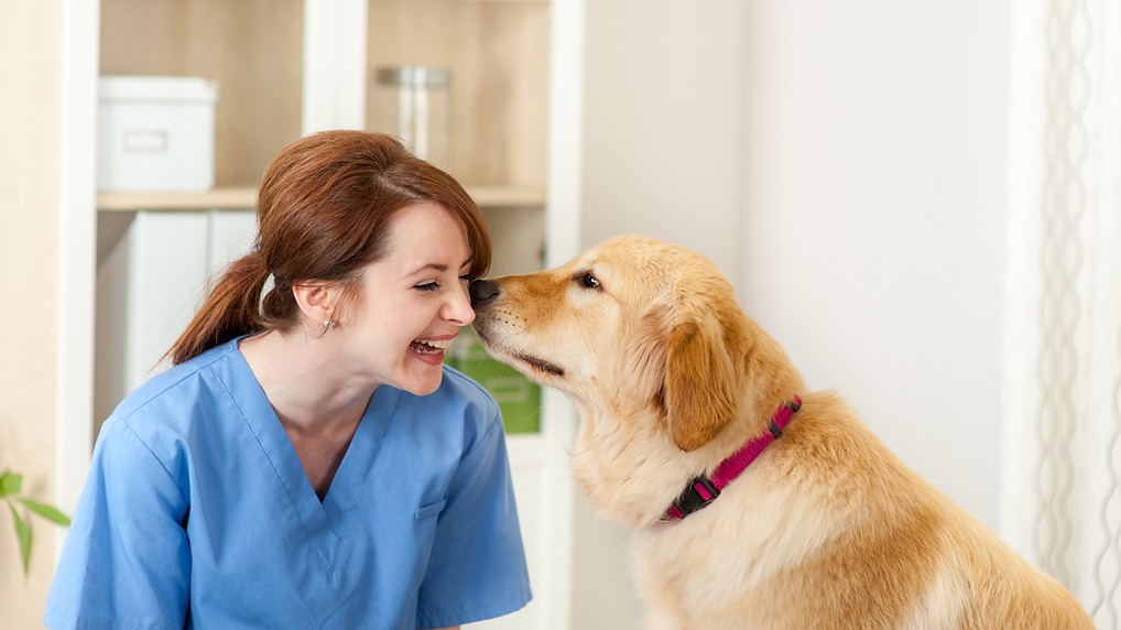 Os Benefícios da Castração para Seu Pet.