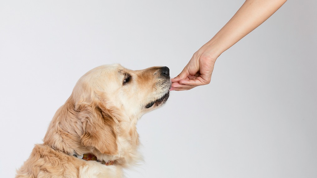 Alimentos tóxicos para cães dicas essenciais para proteção