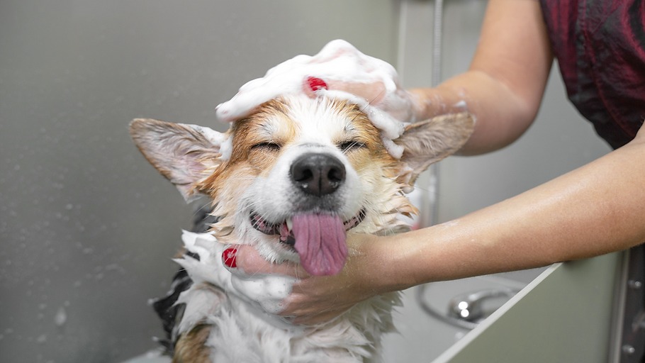 Dicas para dar Banho no Seu Cachorro sem Causar Estresse