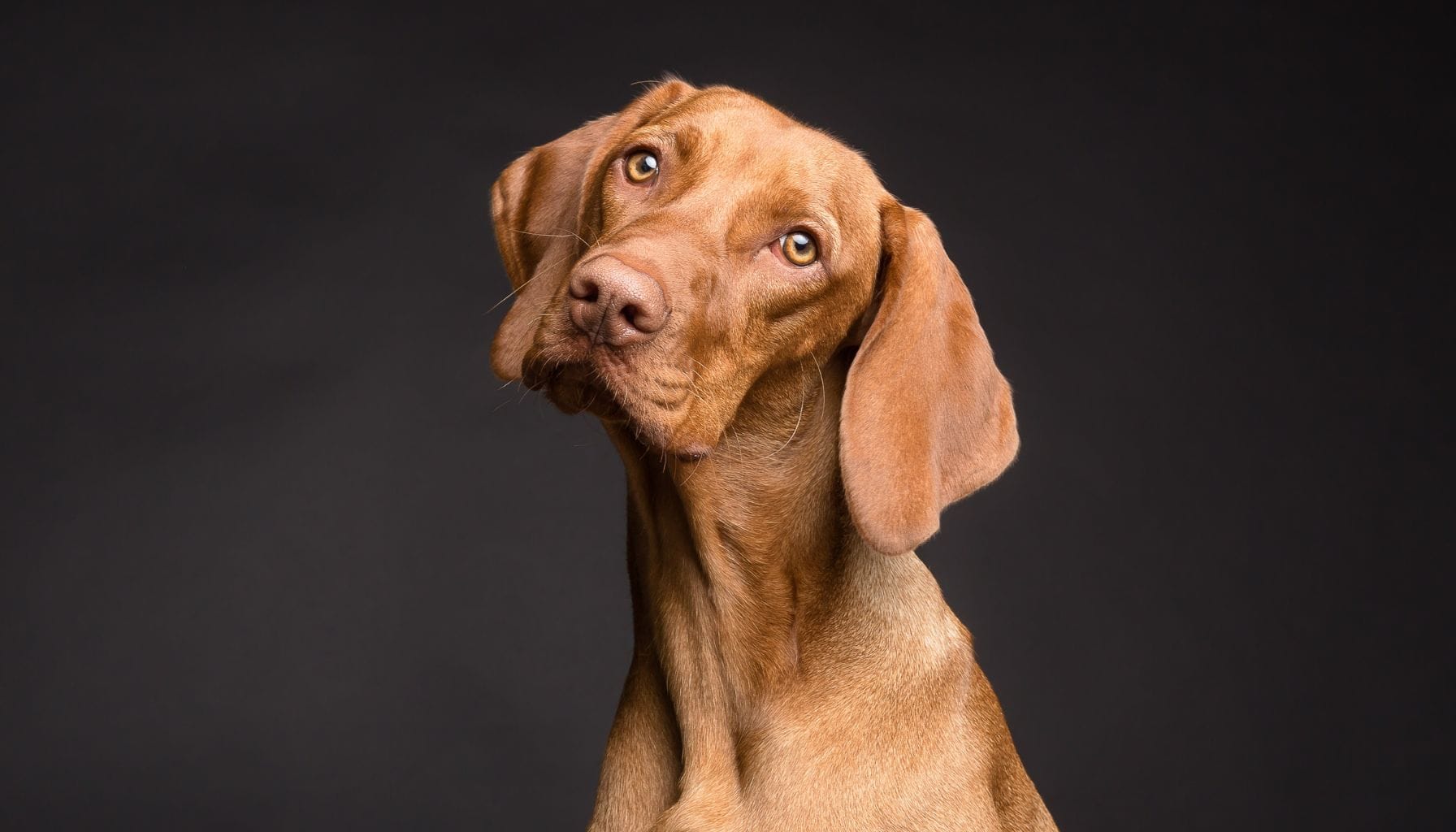 As 6 Principais Maneiras de Confundir Seu Cão e Como Evitá-las