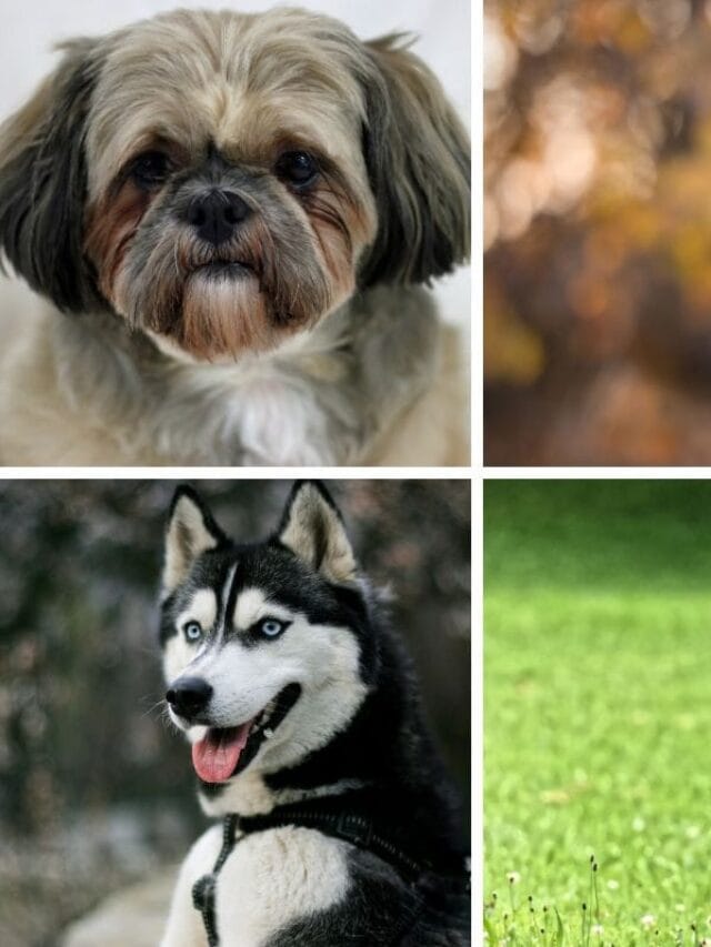 Raças de Cachorro: Conheça as 15 Mais Populares