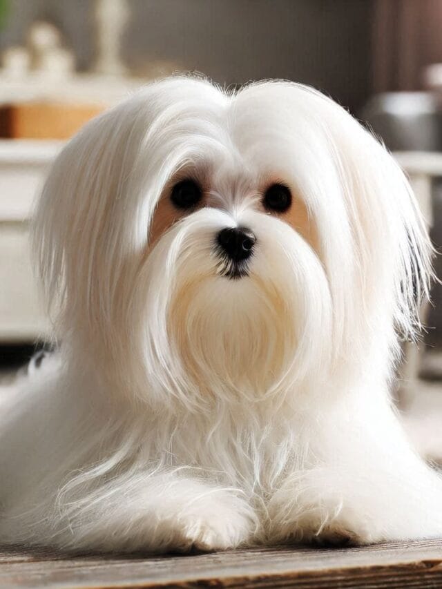 Maltês Cuidados Essenciais: Guia Completo para Donos