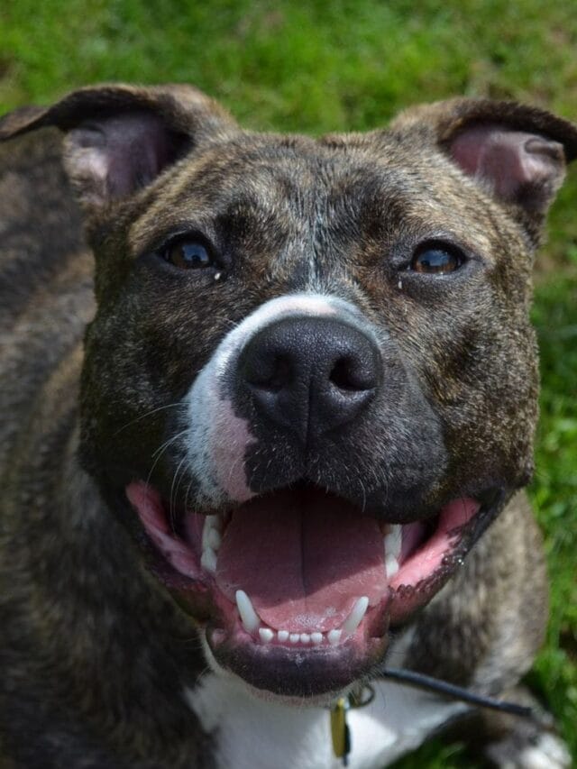 Origem e História do Pitbull: Conheça as Raízes da Raça