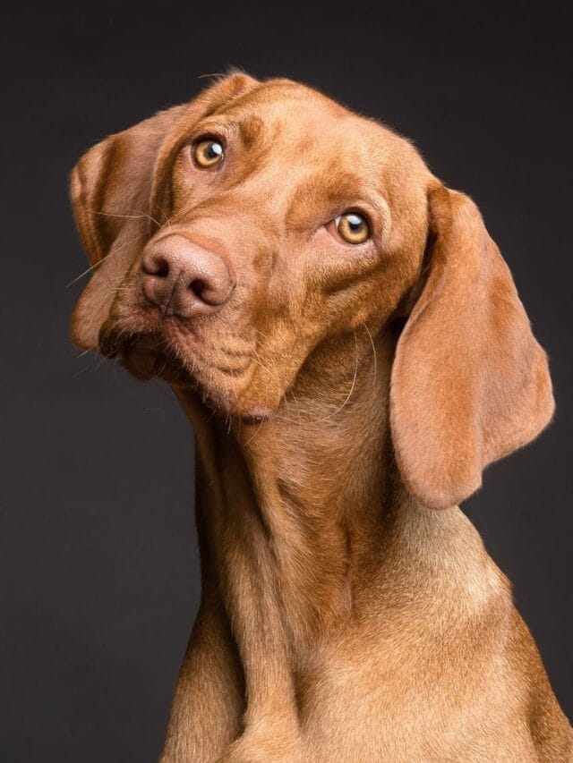 As 6 principais maneiras de confundir seu cão