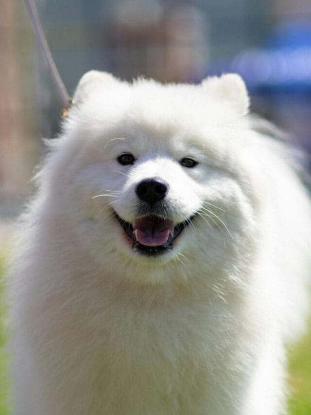 Spitz Alemão: Características, Cuidados e Preço