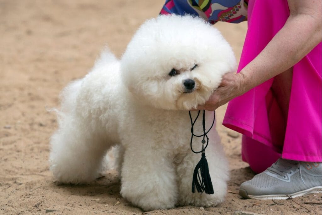 Bichon Frisé