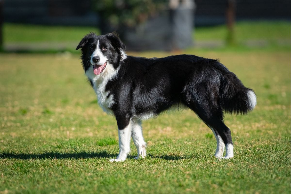Cachorro Border Collie: A Raça Inteligente e Ativa