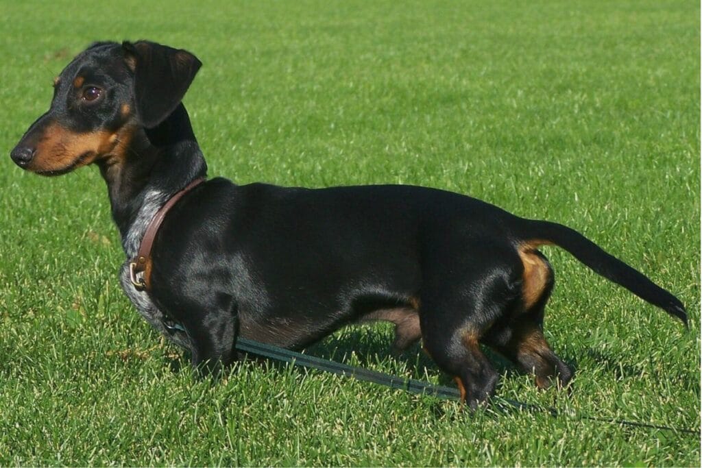 cachorro para apartamento