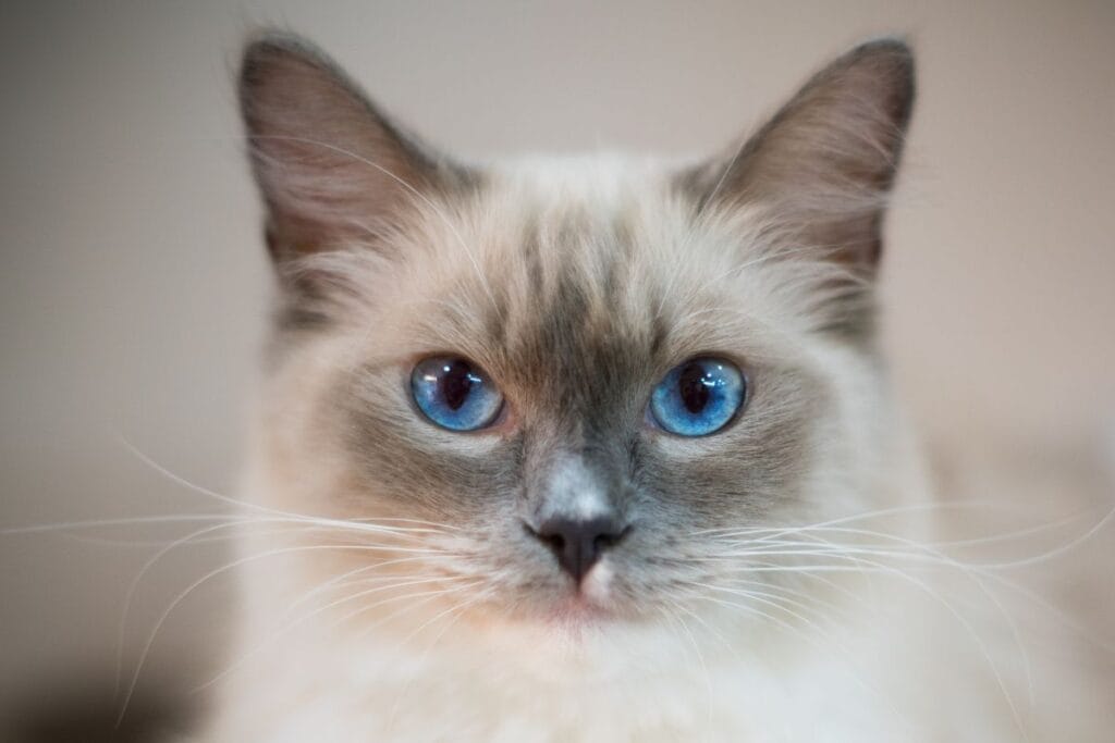 Ragdoll