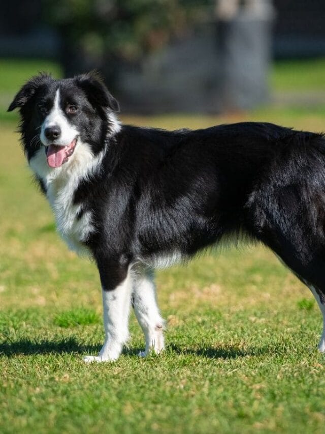Cachorro Border Collie: A Raça Inteligente e Ativa