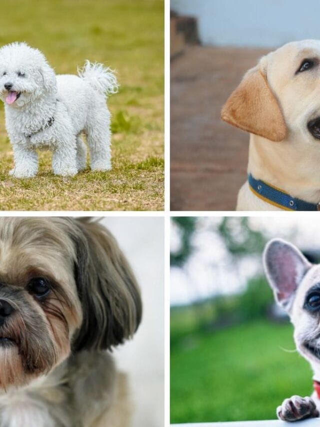 Raças de Cachorro em 2025: As Melhores Opções para Seu Lar