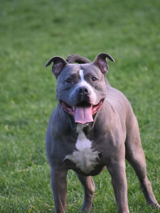 Pitbull é uma boa escolha ter um em casa?