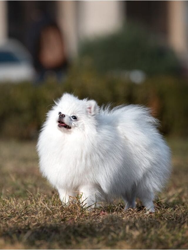 Lulu da Pomerânia Cuidados Essenciais: Guia Completo