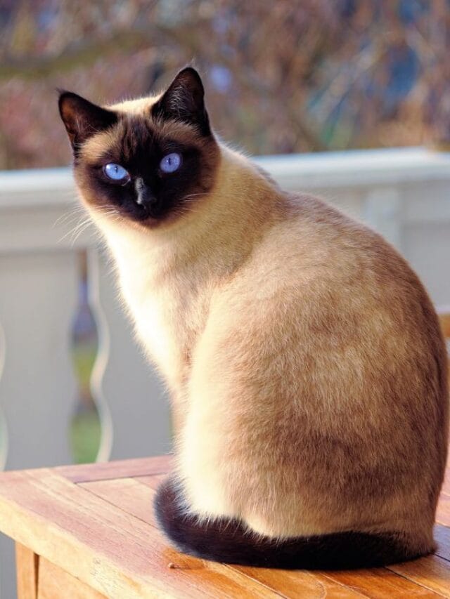 Gato Siamês: Tudo sobre Características, Cuidados e Curiosidades