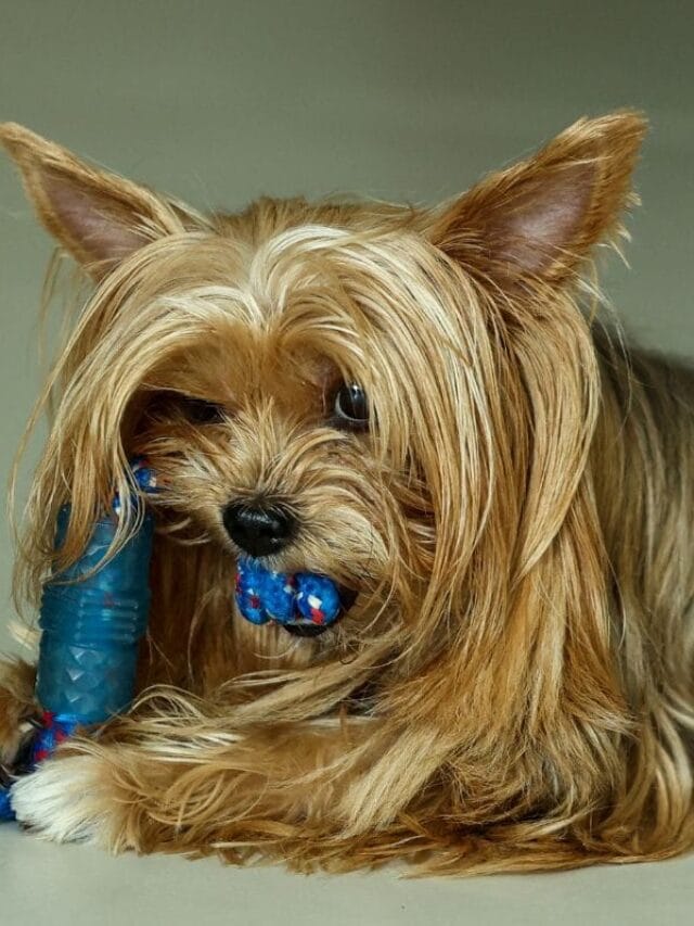 Yorkshire Filhote: Tudo o Que Você Precisa Saber Sobre este Pet