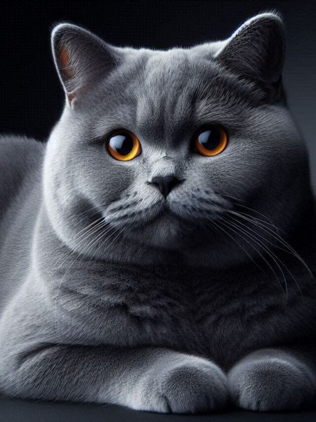 Gato de Pelo Curto Inglês: Tudo Sobre a Raça British Shorthair