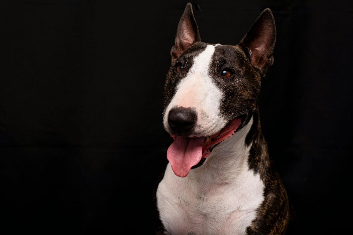 Cachorro Bull Terrier: Características, Cuidados e Curiosidades