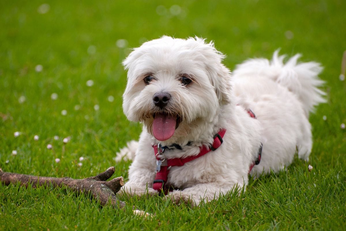 Cachorro Espirrando: Causas, Sintomas e Como Cuidar do seu Pet