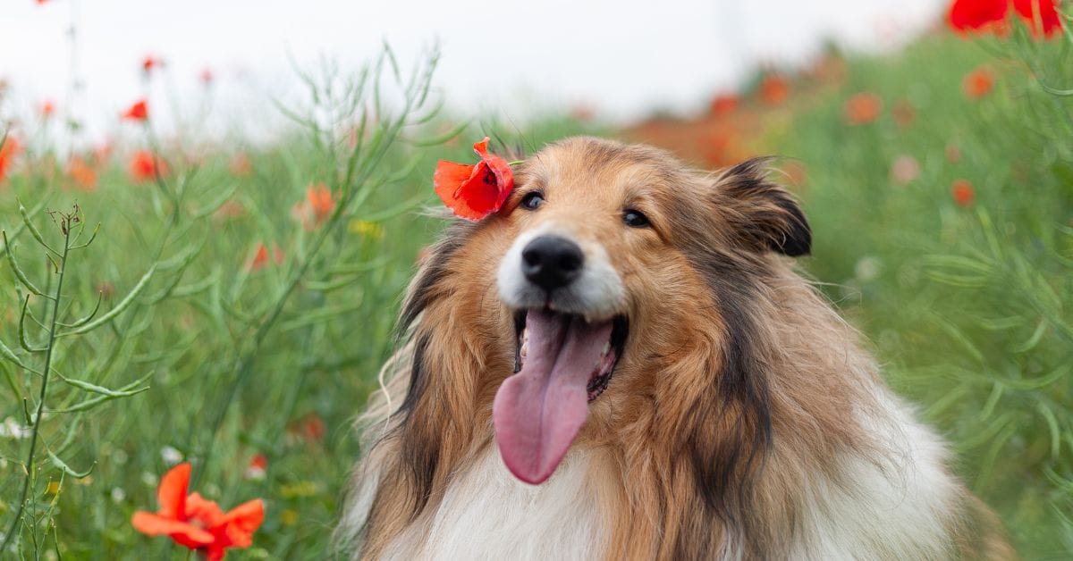 cachorro lindo