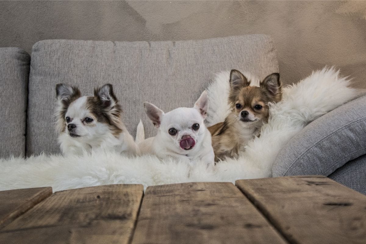 Cachorro Tremendo: o Que Pode Ser e Como Ajudar?