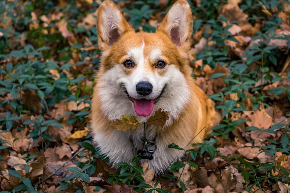 cachorro da rainha elizabeth