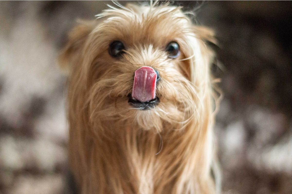 Cachorro Gripado: Sintomas, Causas, Tratamento e Prevenção