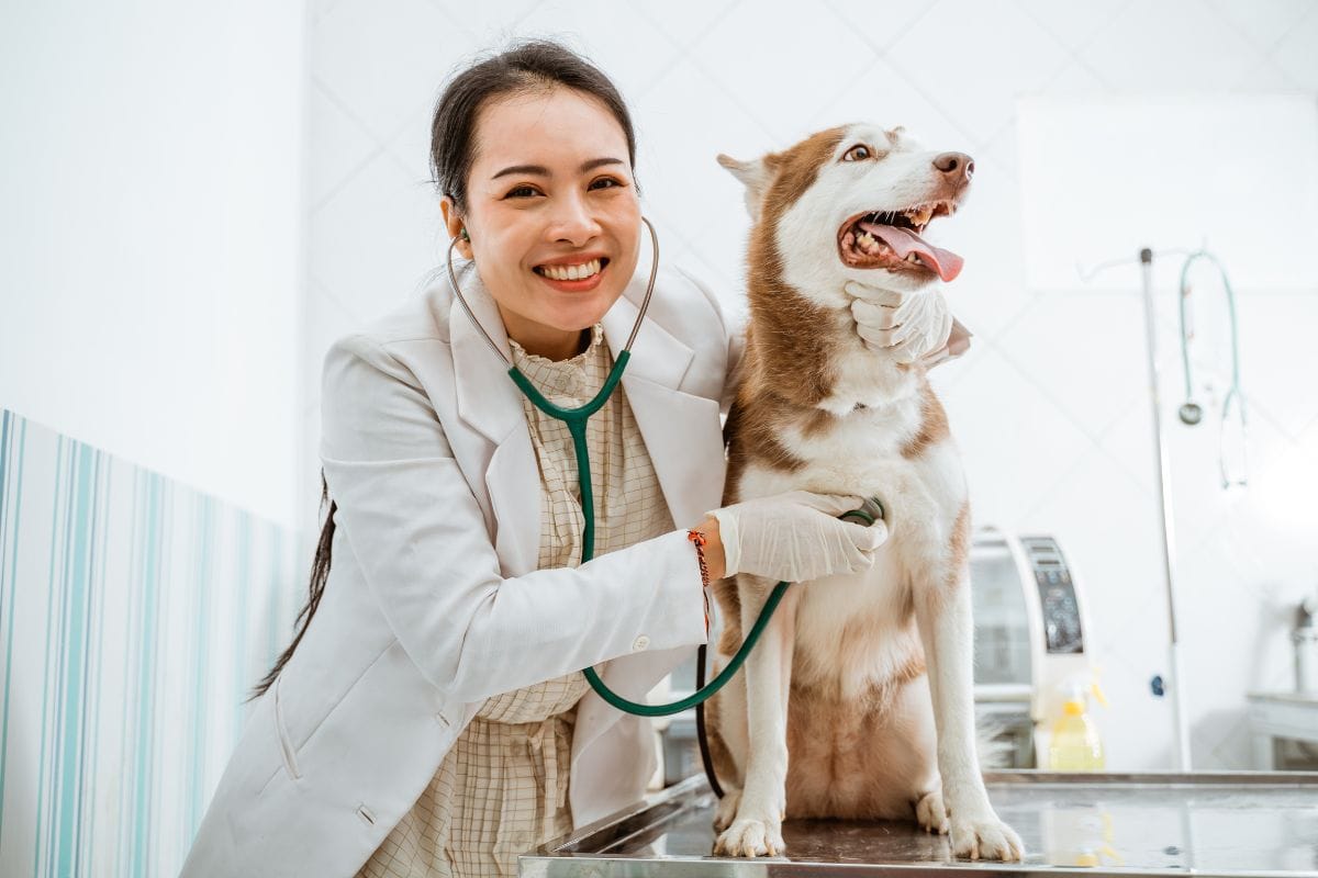 Cachorro come fezes: causas, riscos e como evitar