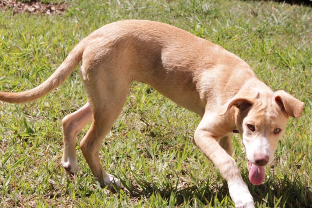 cachorro vomitando espuma branca