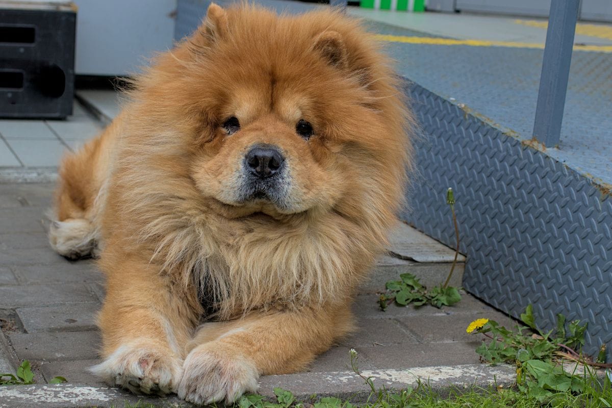 Mastim Tibetano: Tudo Sobre a Raça Gigante e Imponente