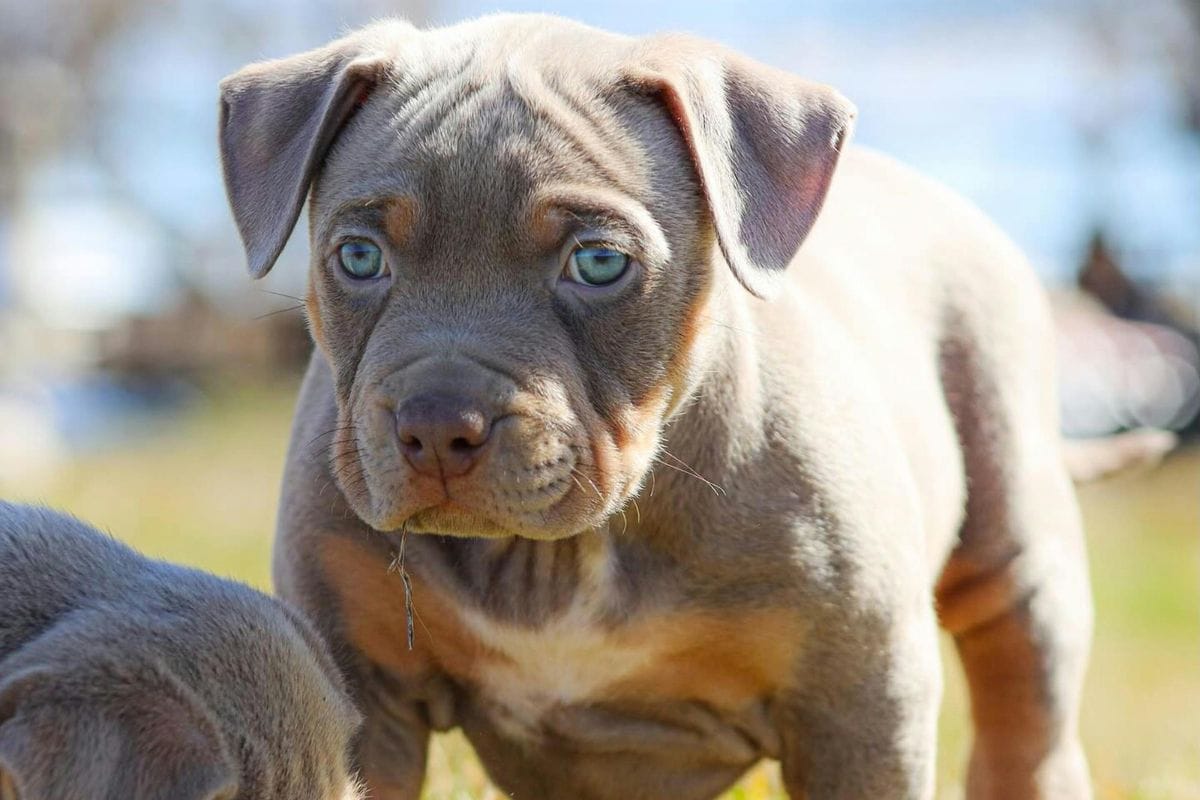 filhote de bully americano