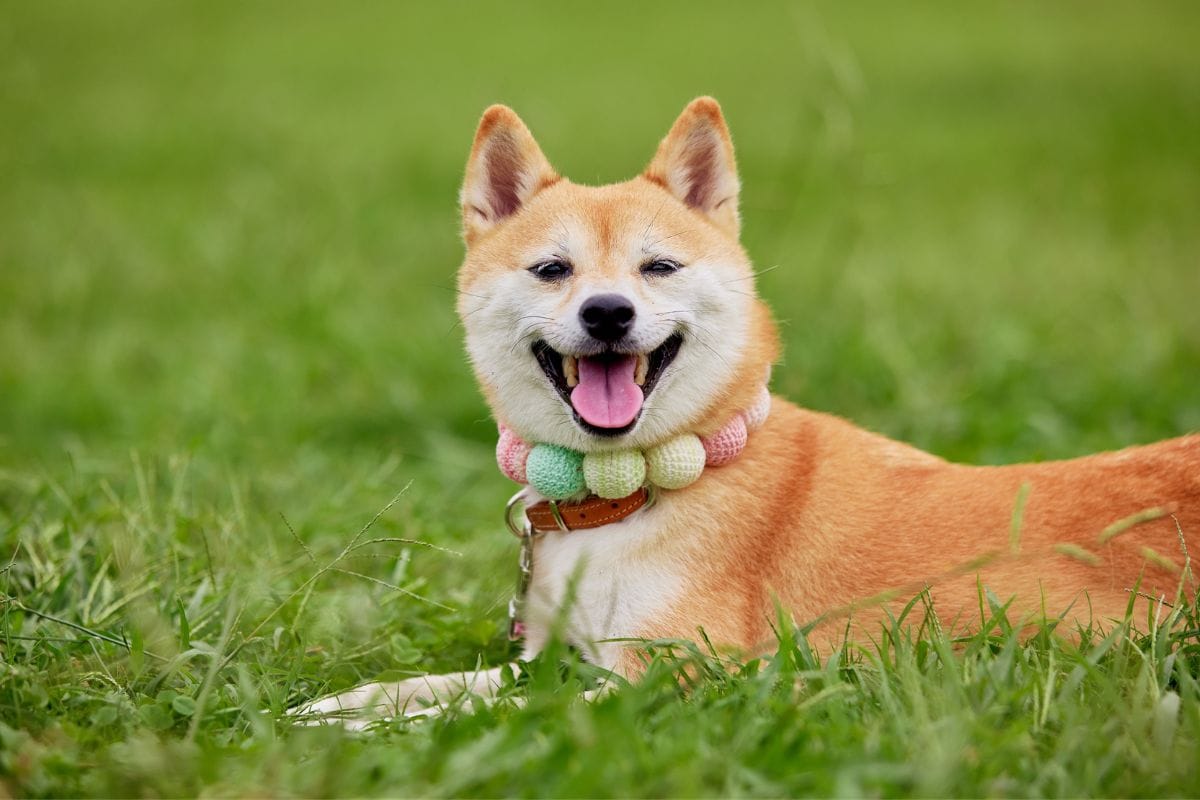 shiba inu filhote