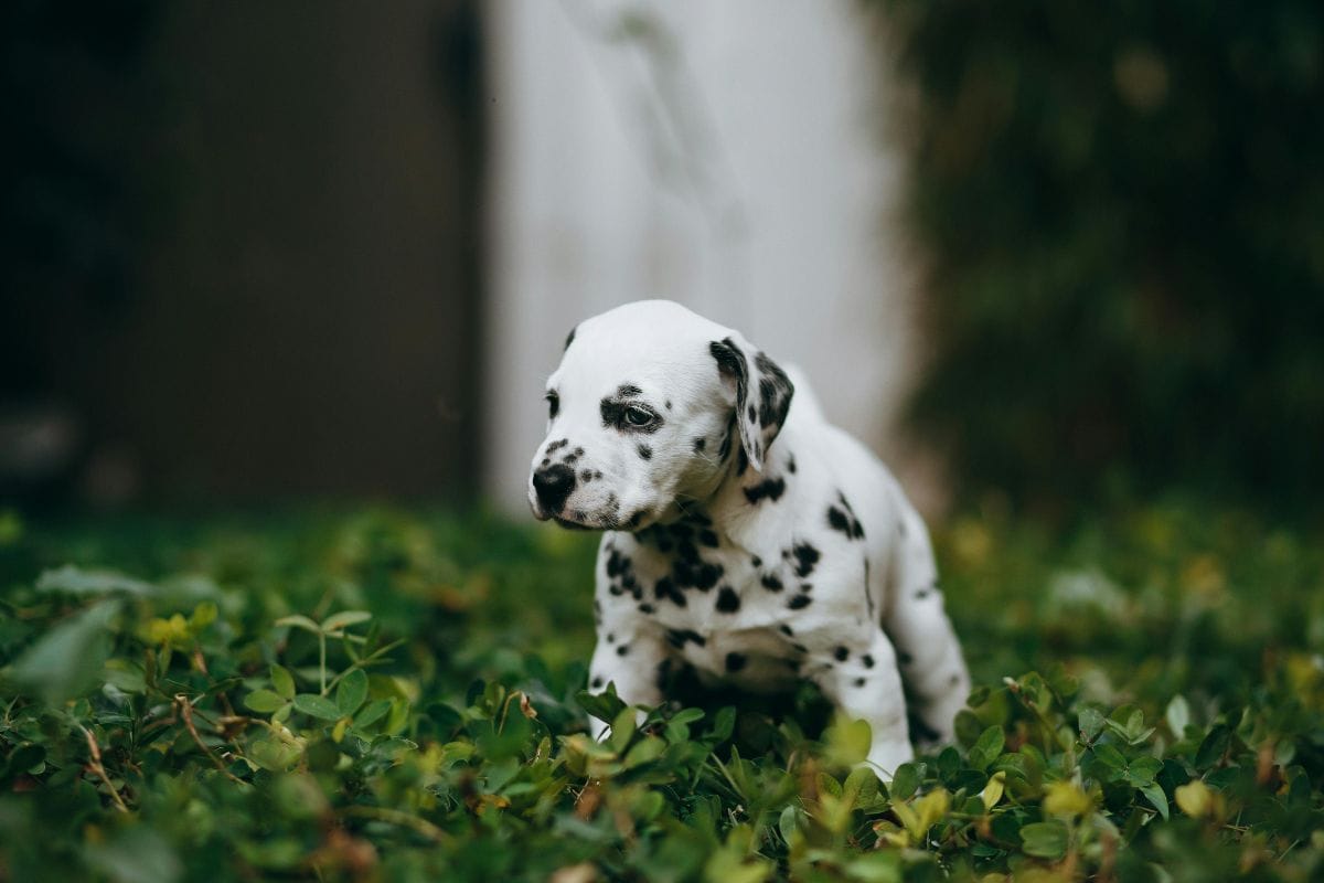 filhote de dalmata
