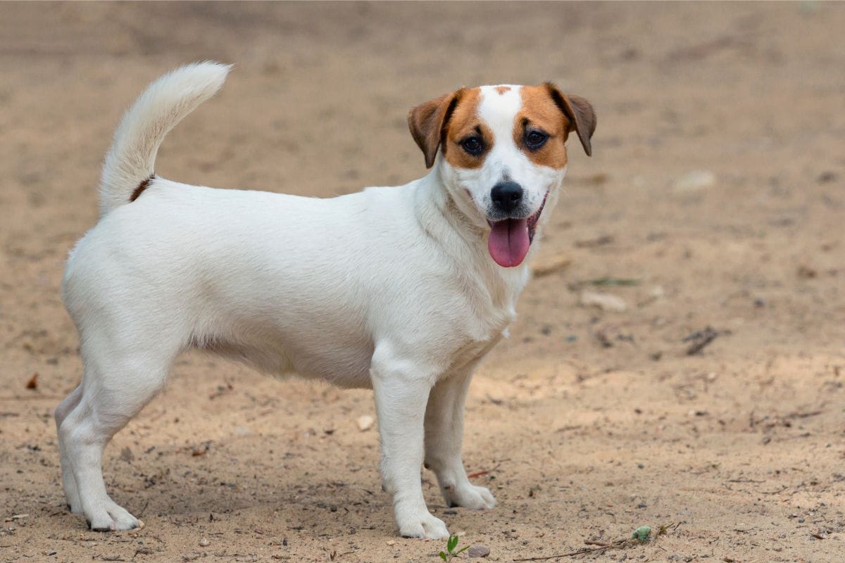 cachorro jack russell