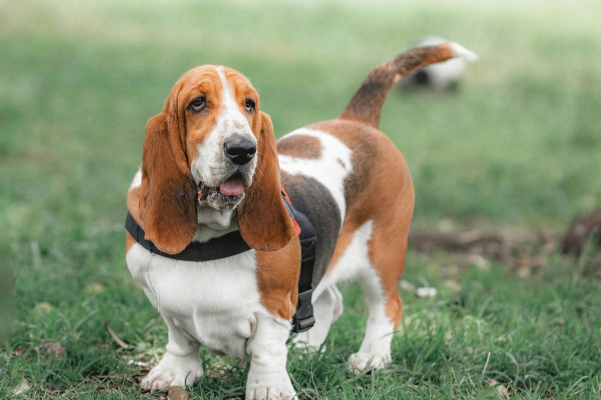 cachorro basset
