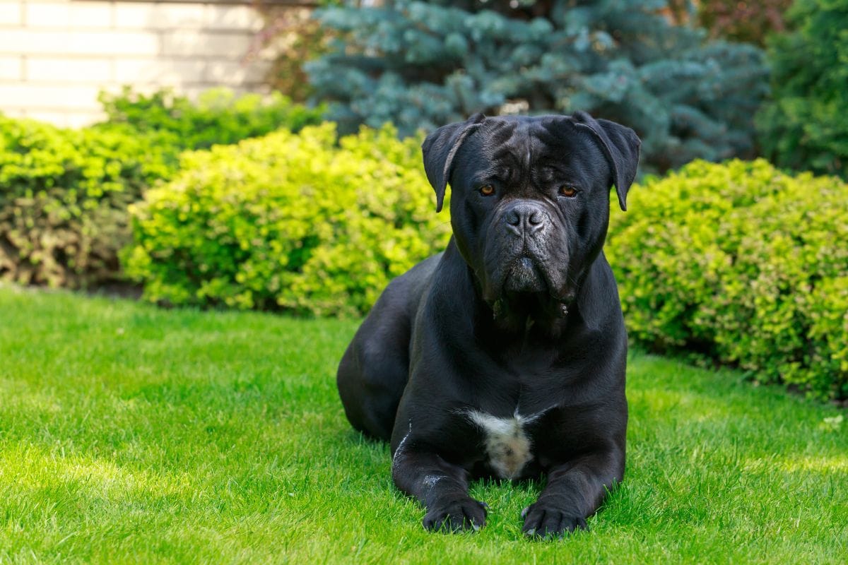 cachorro cane corso